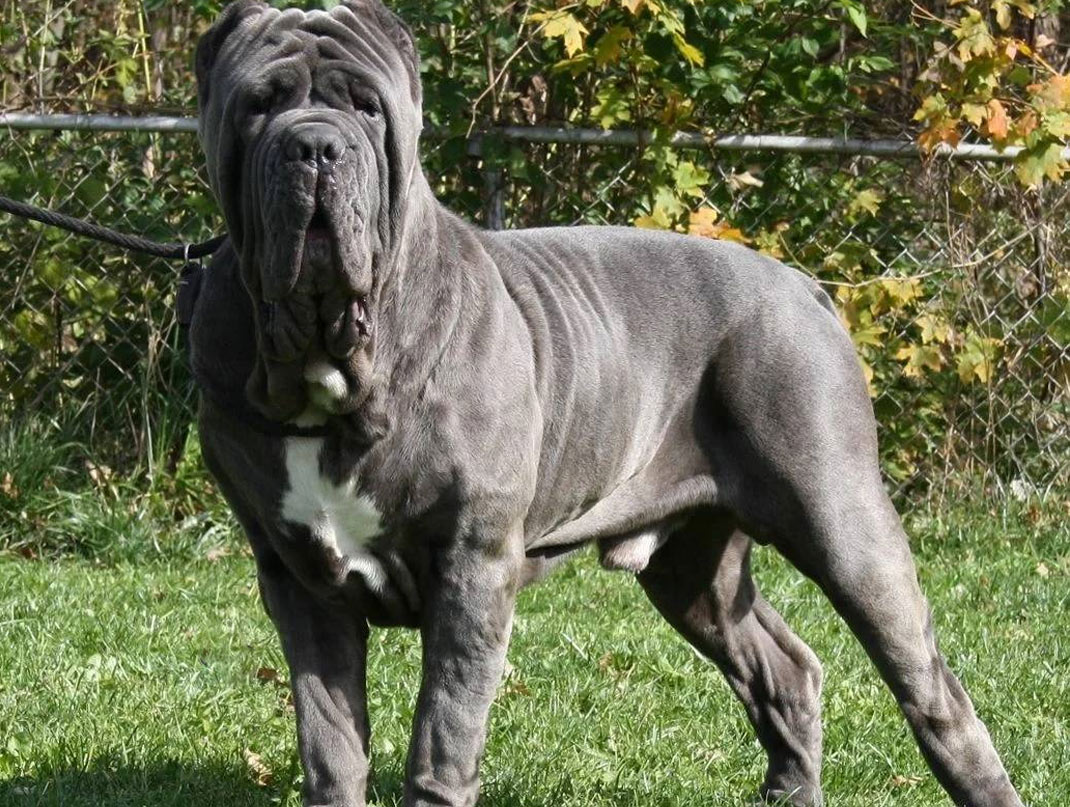 mastín napolitano gris