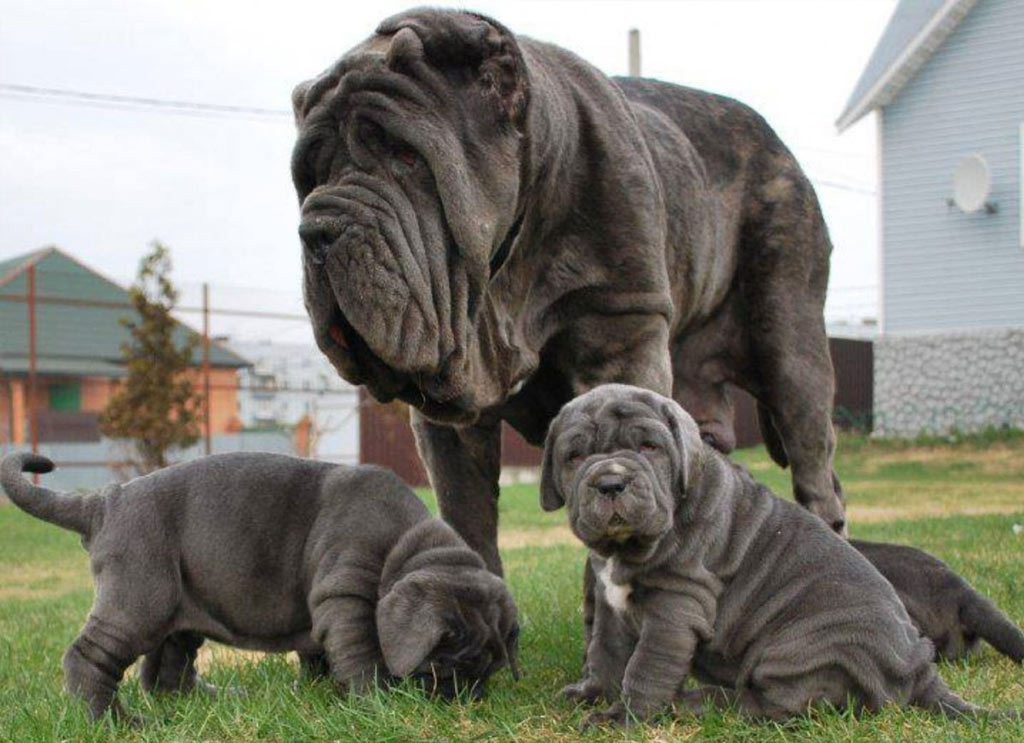 cachorros de Mastino Napoletano