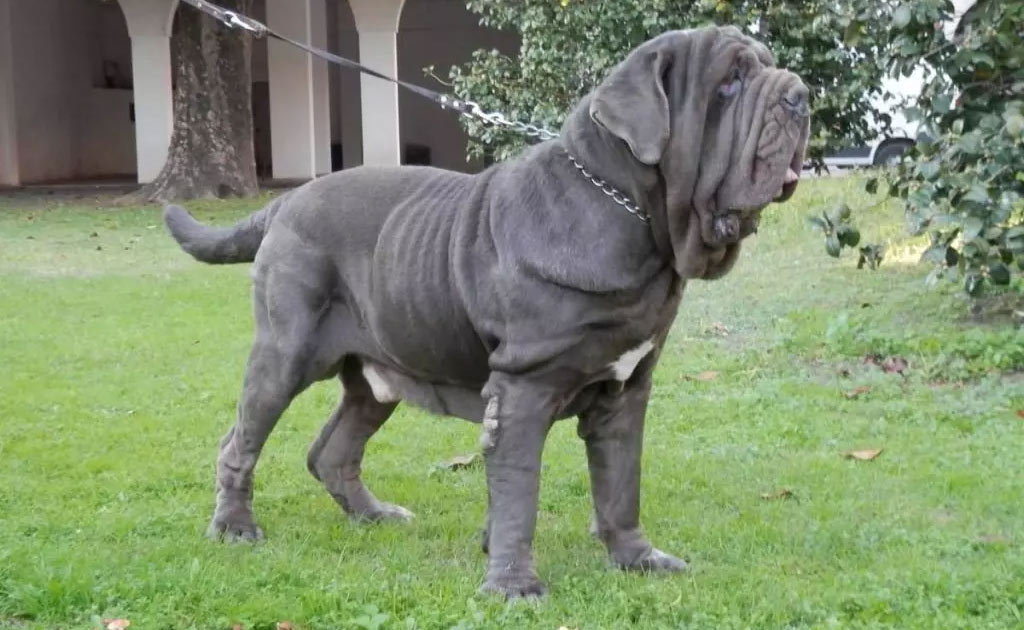 Mastino azul