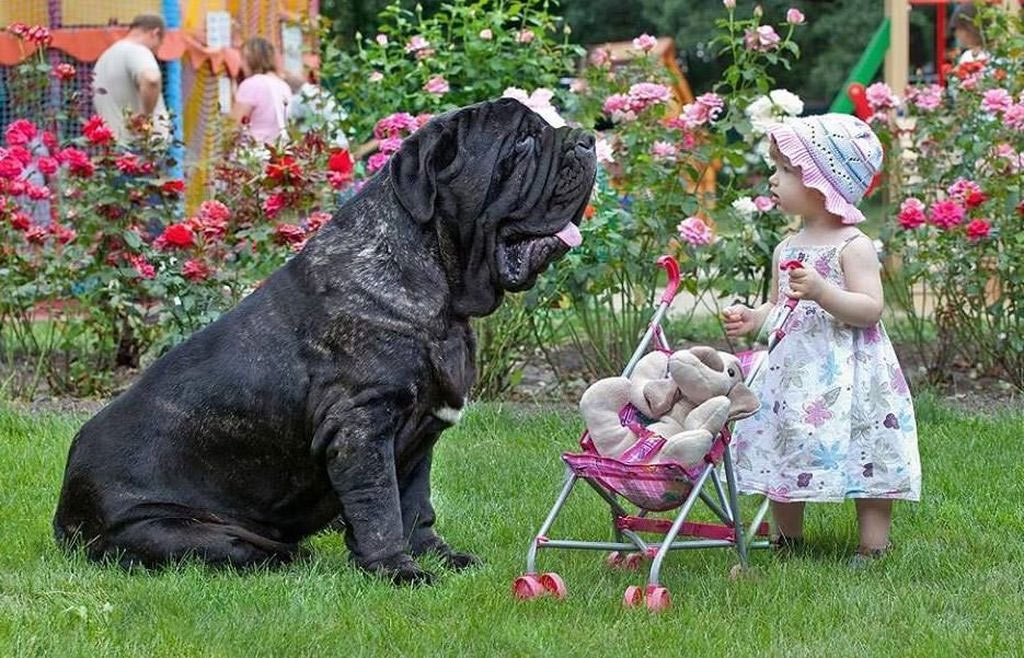 Mastino Napolitano y niño