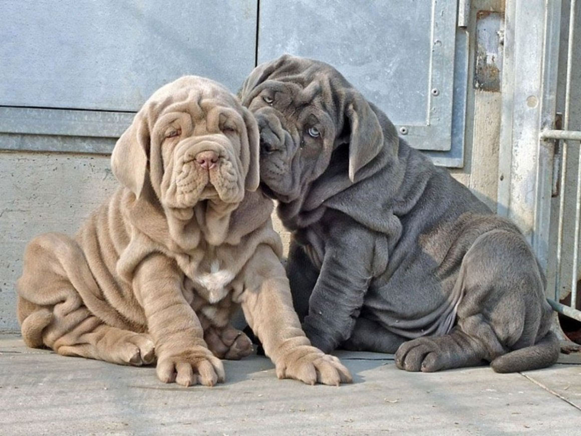 cachorros Mastino Napoletano - precio, dónde comprar