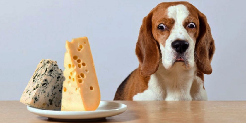El perro y los quesos