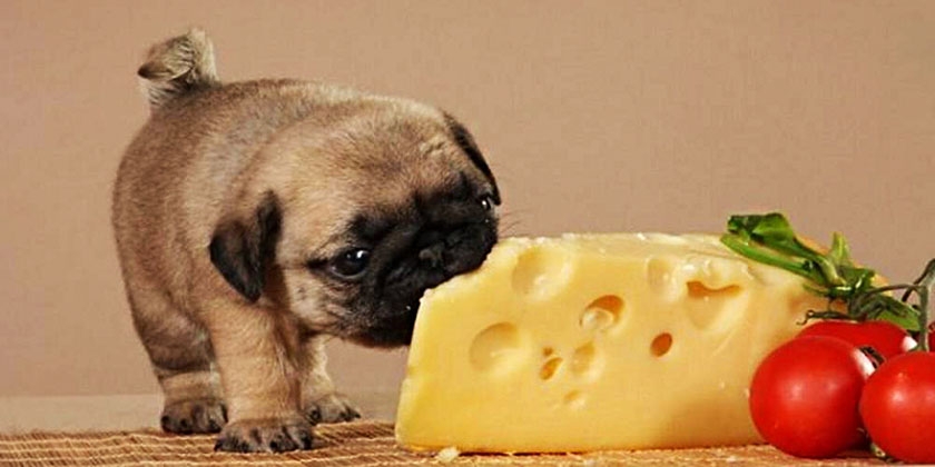 Queso para perros