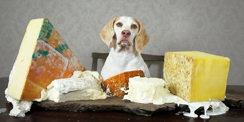 ¿Se les puede dar queso a los perros?