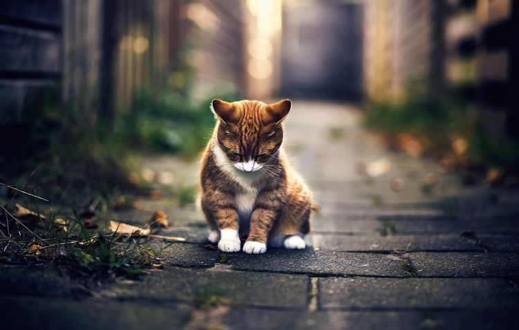 Trauriger Kater