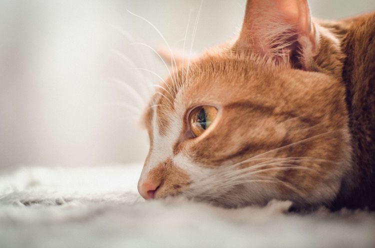 Weinen Katzen?