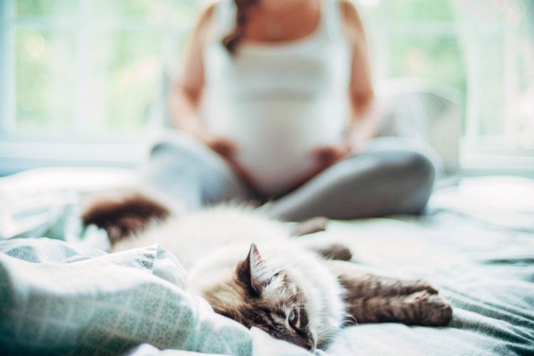 Gato y mujer embarazada