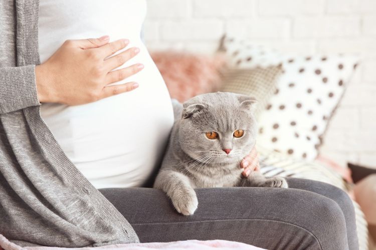 Mujer embarazada y gato británico