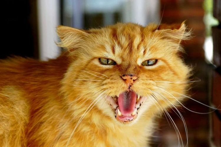 El gato naranja sisea