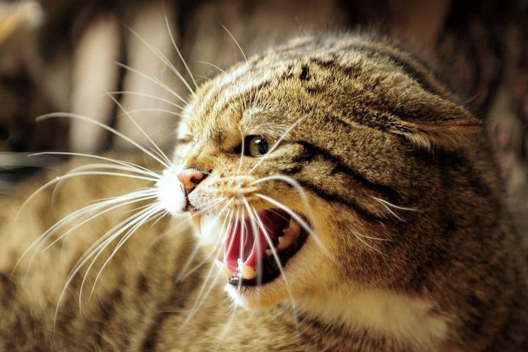 Gata pelirroja siseando