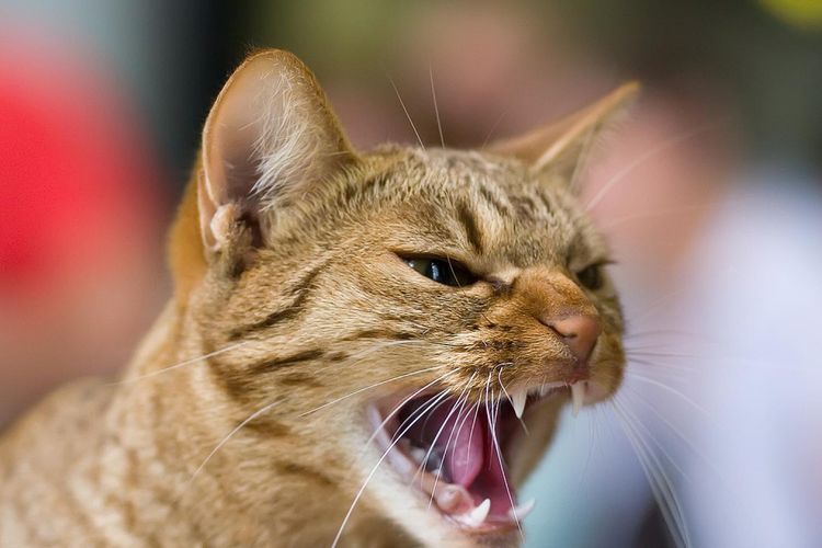 El gato bufa
