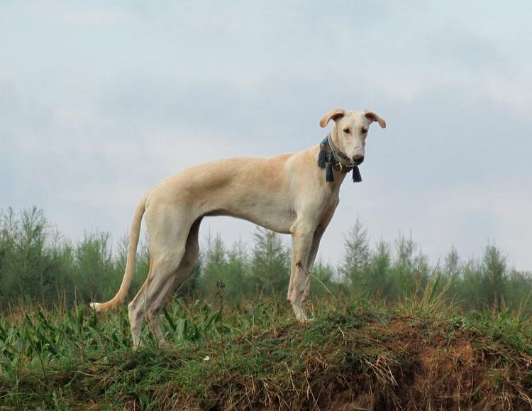 Raza de perro: Lebrel polaco