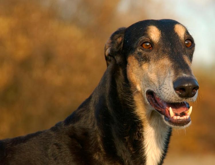 Perro de raza Lebrel polaco