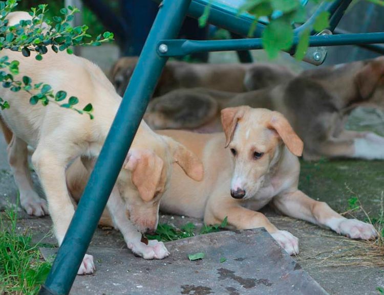 cachorros de galgo polaco