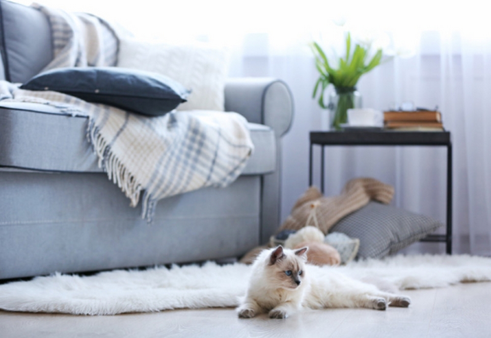 Gato en la habitación