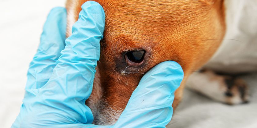 Prolapso del tercer párpado en perros