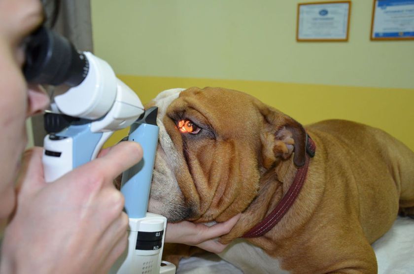 Revisión con el veterinario