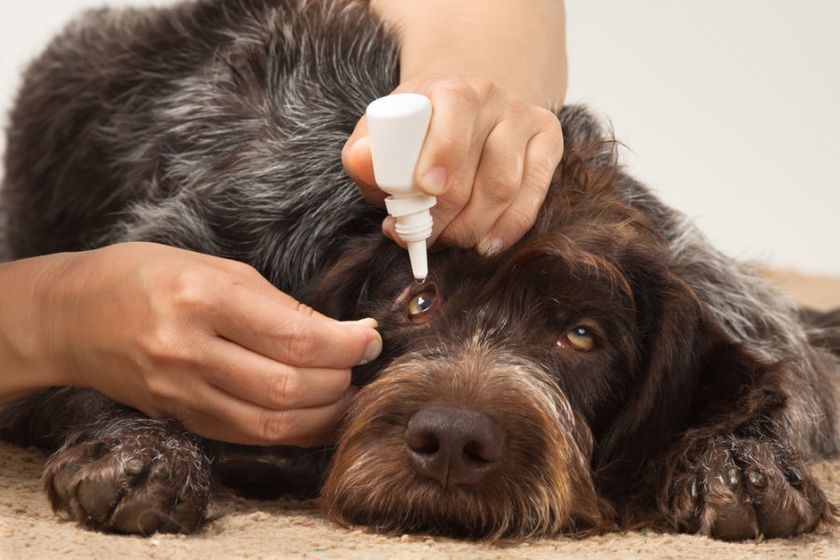 Gotas oculares para perro