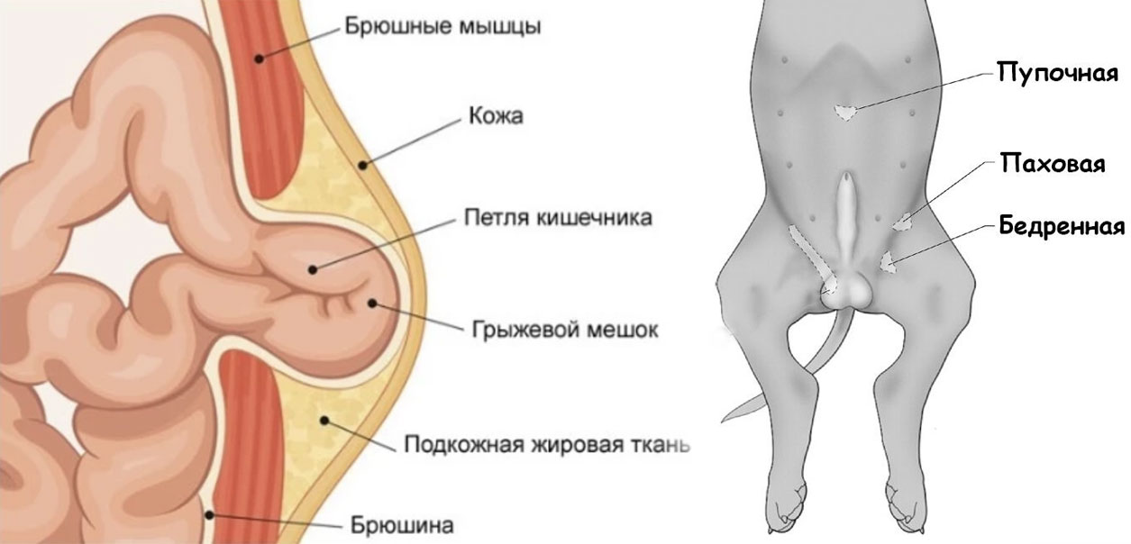Hernia en el perro