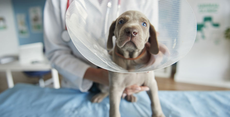 Cuidados del perro después de la sutura de la hernia