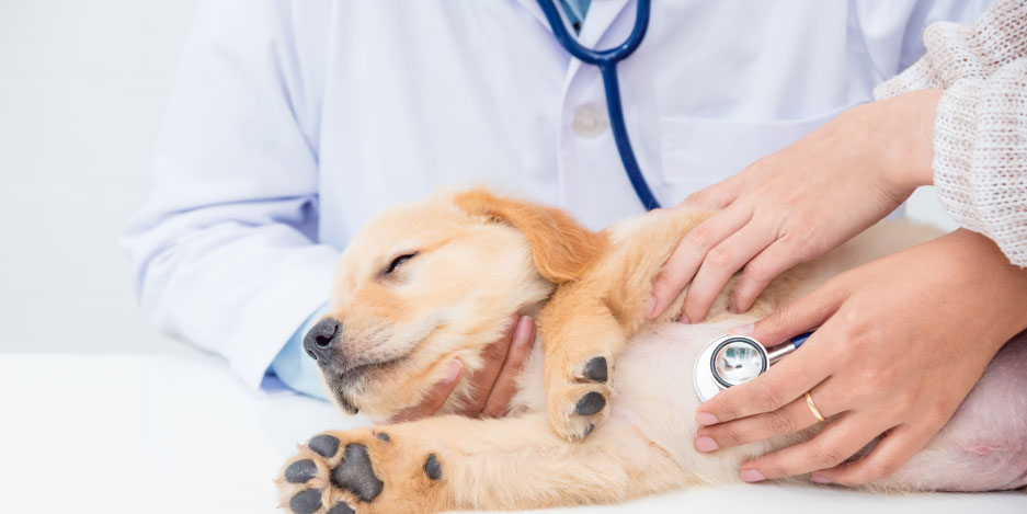 Tratamiento de la hernia umbilical en cachorros