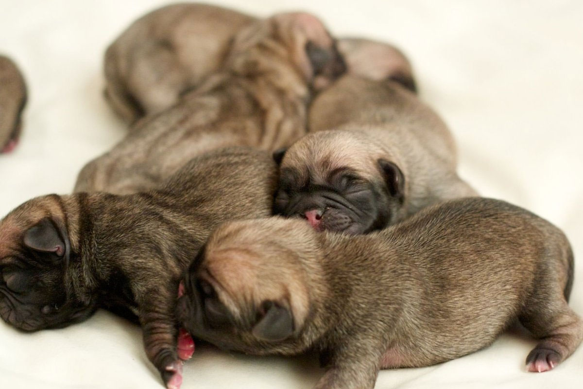 ¿Por qué los cachorros tienen hernia umbilical?