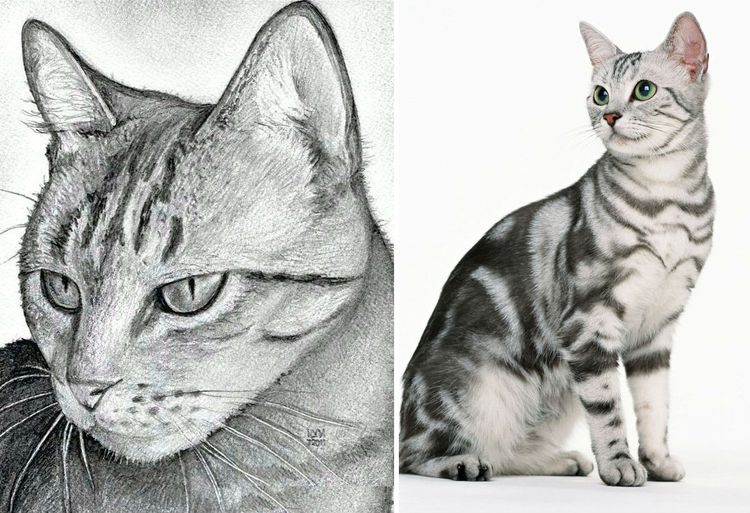 Cómo dibujar la cara de un gato paso a paso