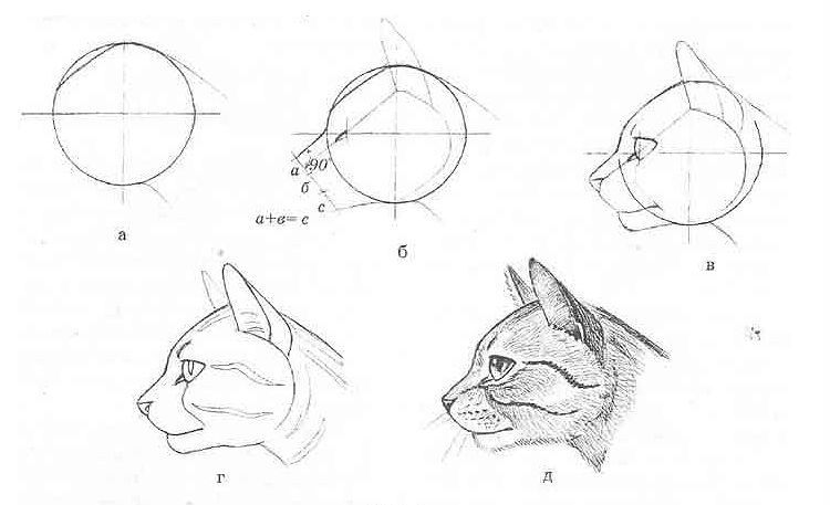 Dibujo de la cara de un gato de perfil