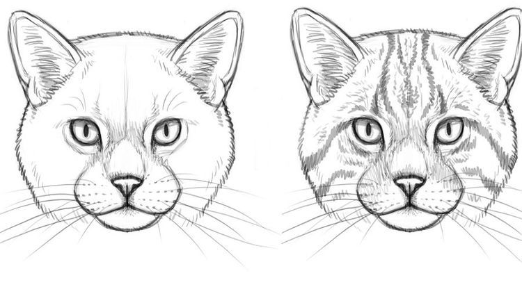 Dibujo de la cara de un gato