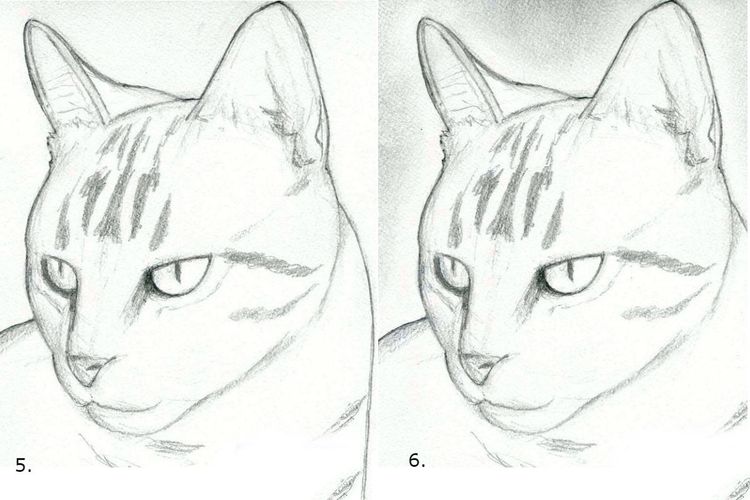 Cómo dibujar la cara de un gato paso a paso