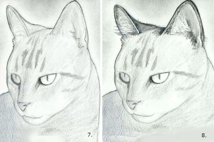 Cómo dibujar la cara de un gato paso a paso