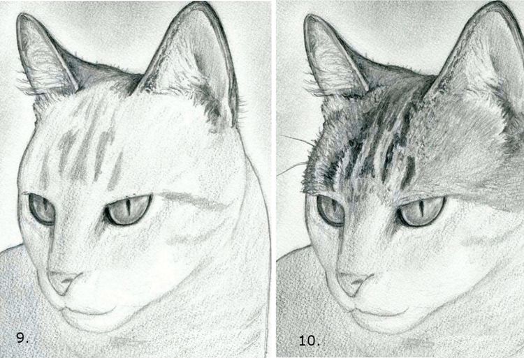 Cómo dibujar la cara de un gato paso a paso