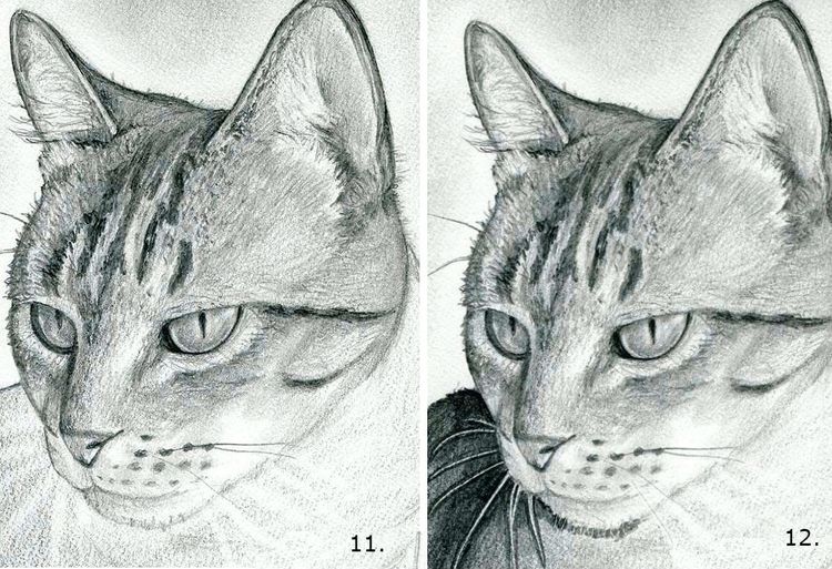 Cómo dibujar la cara de un gato paso a paso