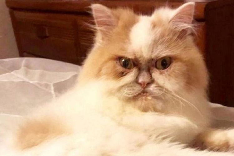 samaya-serditaya-koshka-v-mire-10 El gato enfadado Louis de Texas