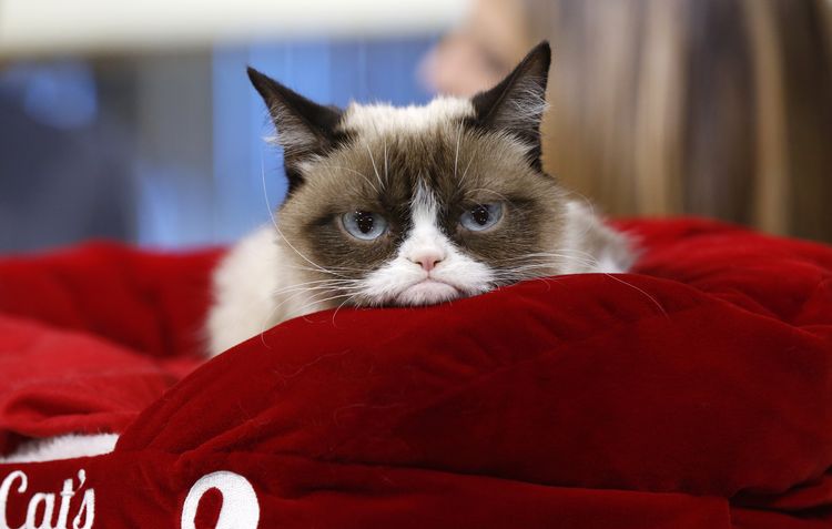 Grumpy Cat