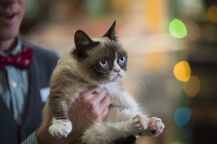 El gato más enfadado del mundo