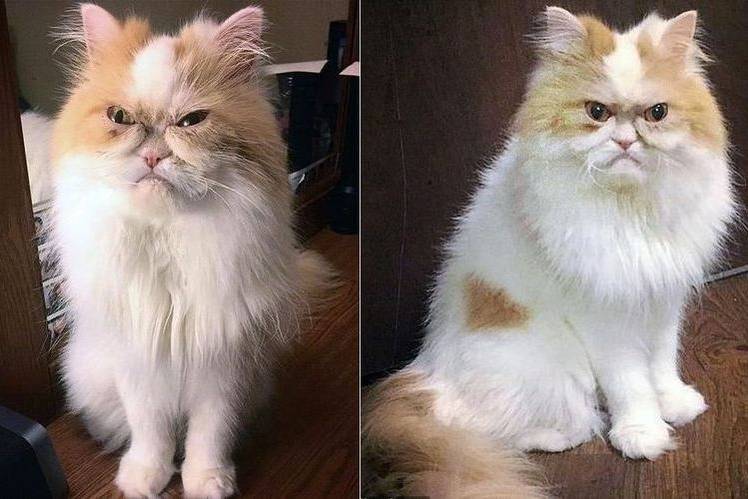 samaya-serditaya-koshka-v-mire-8 El nuevo gato más enfadado