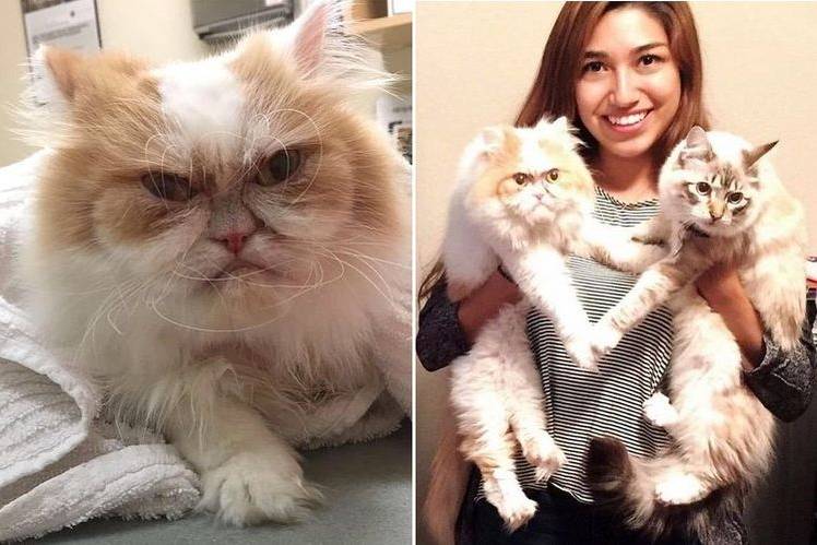 samaya-serditaya-koshka-v-mire-9 El gato enfadado Louis de Texas