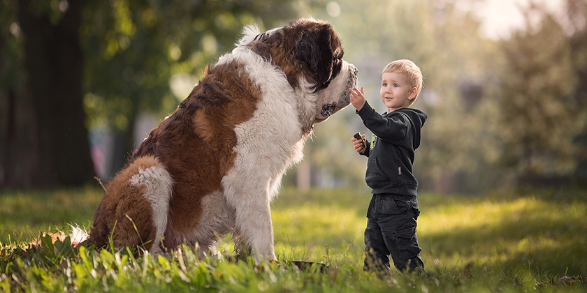 El perro más pesado del mundo
