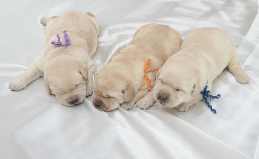 Cachorros recién nacidos
