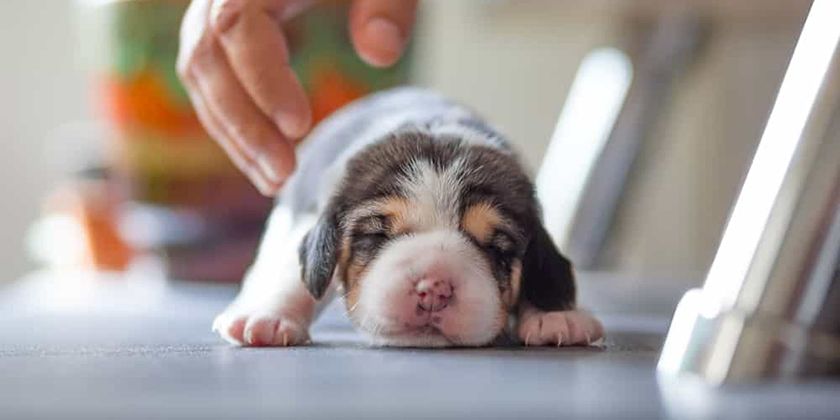 Síndrome del nadador en cachorros