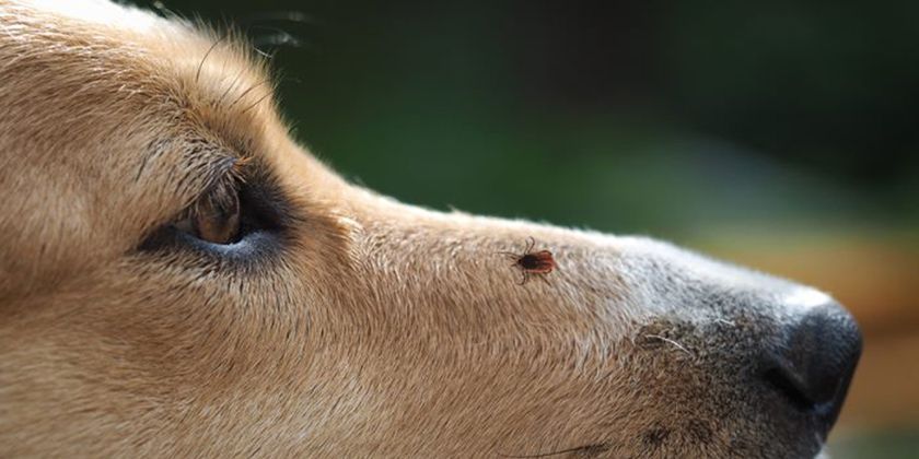 Antiparasitario contra garrapatas para perros