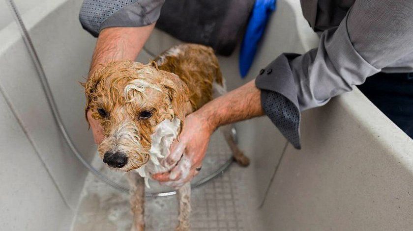 Perro en la bañera
