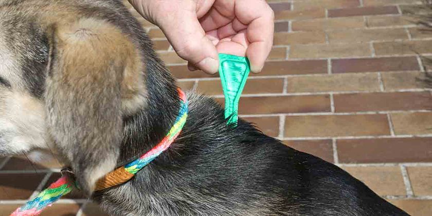 Gotas para perros