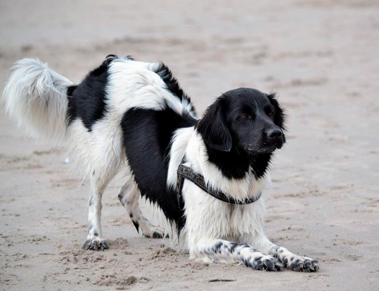Perro de raza stabyhoun