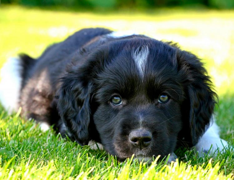 Cachorro stabyhoun