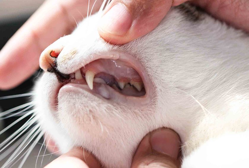 Los dientes del gato