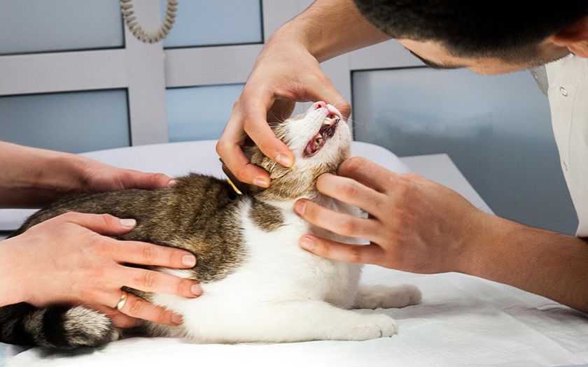 Gato en el veterinario