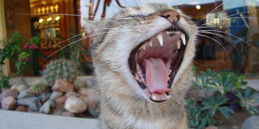 Dolor dental en gatos: qué hacer