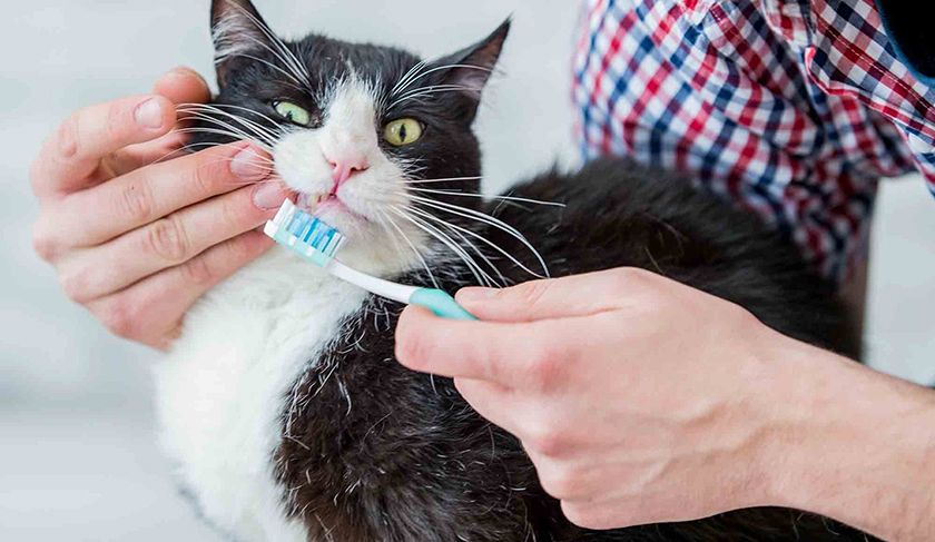 Limpieza dental del gato